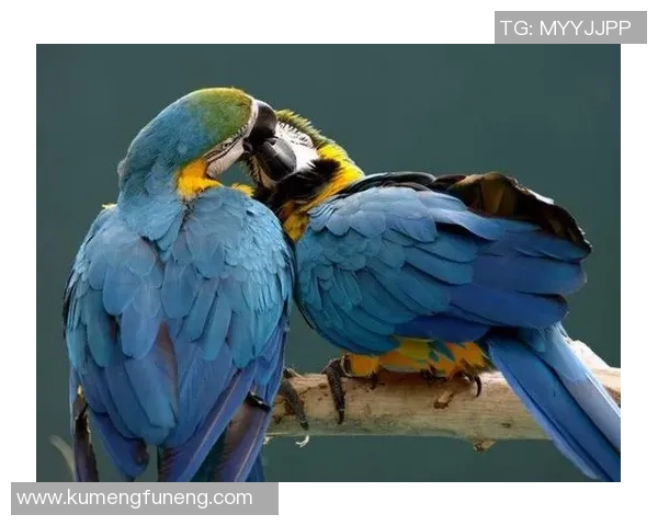 球星携女友共赴绿茵场上演浪漫瞬间展现甜蜜默契与温馨时刻